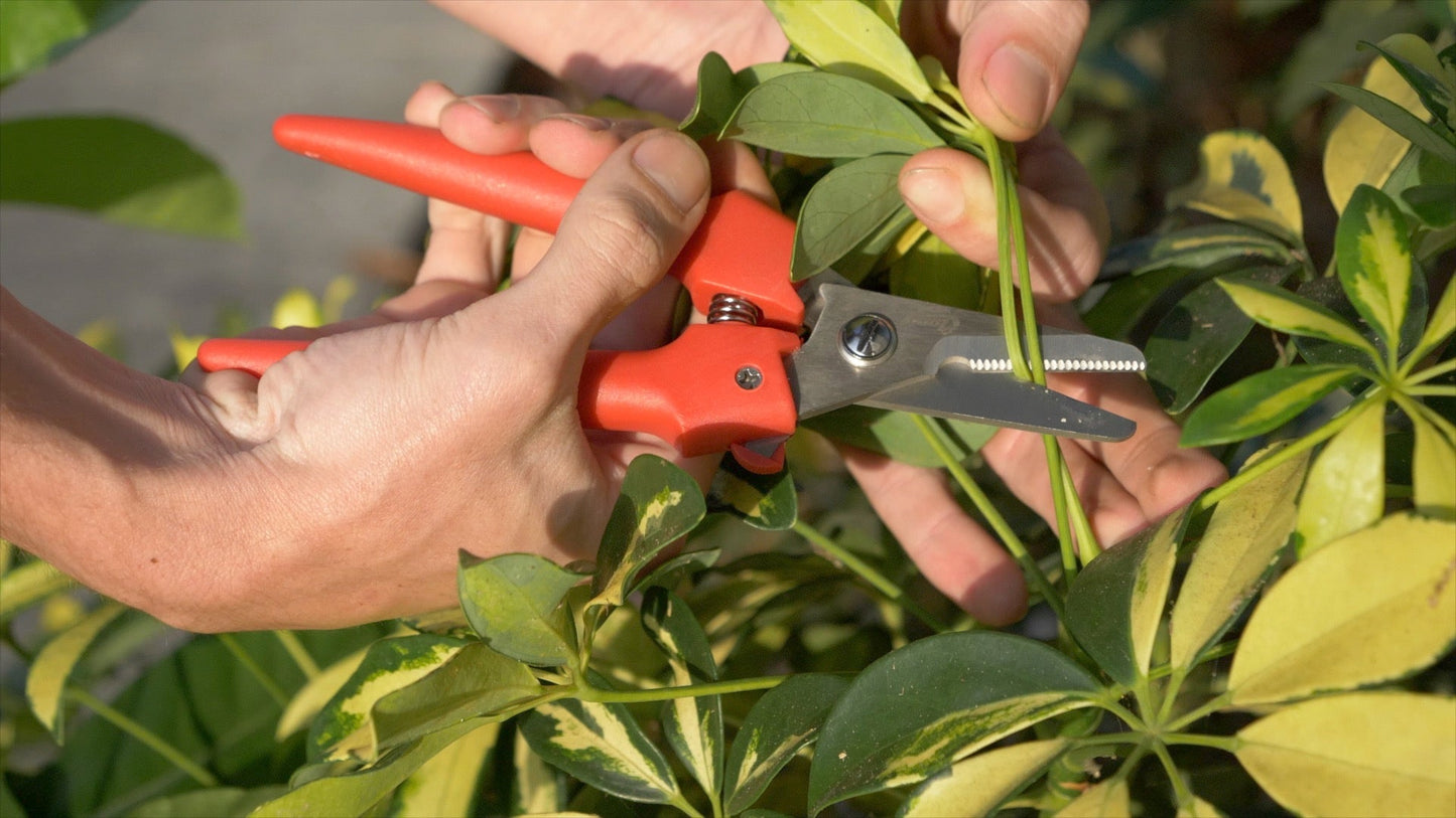 Clauss 7.5’’ Cutter - Wire Cutting Notch - 33503 - Available for Purchase