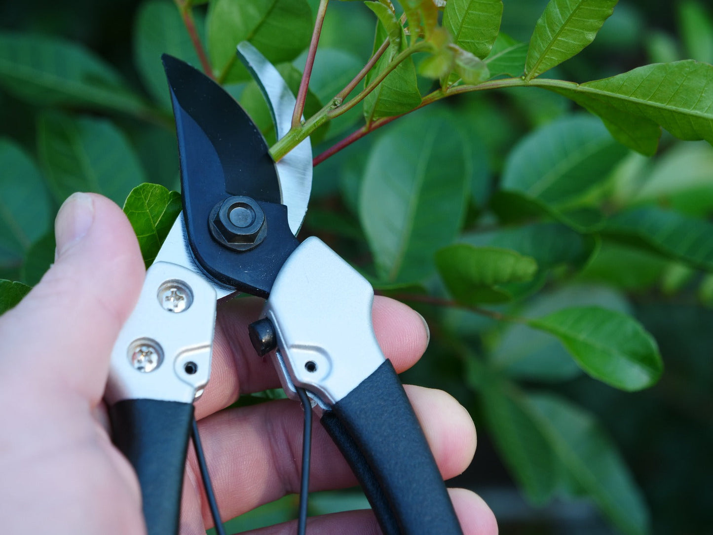 Clauss 7’’ Pruner - By-Pass Blade Heavy Duty - 20123 - Available for Purchase