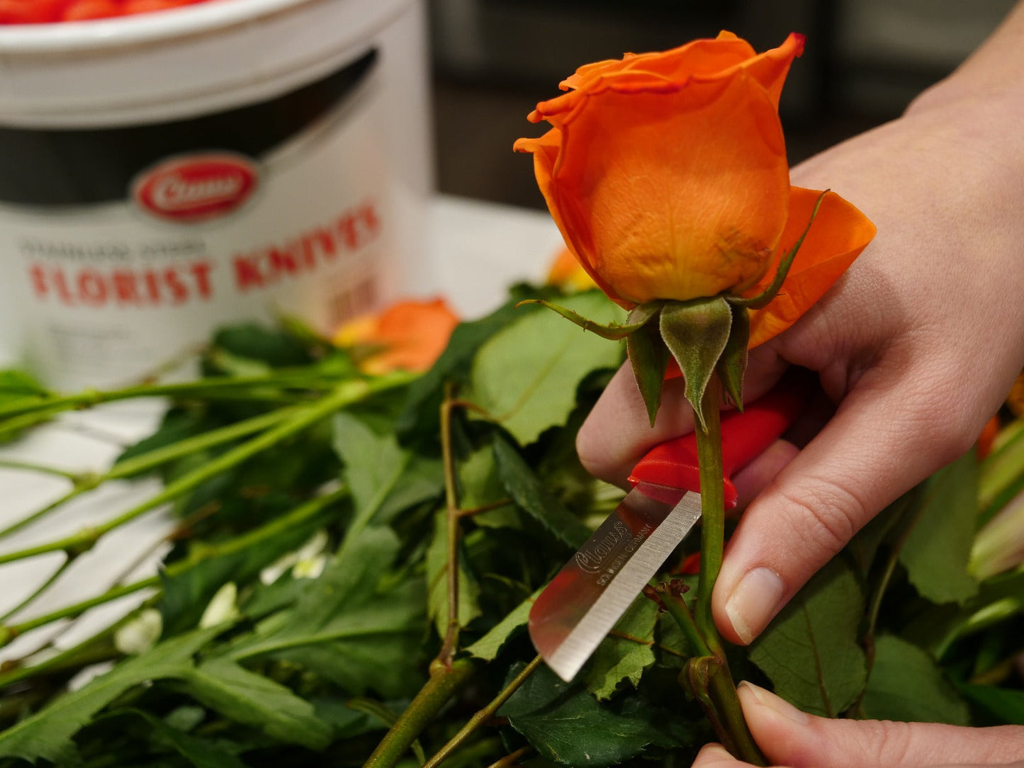 Clauss Stainless Steel Straight Knife Pail of 100 - 34013 - Available for Purchase